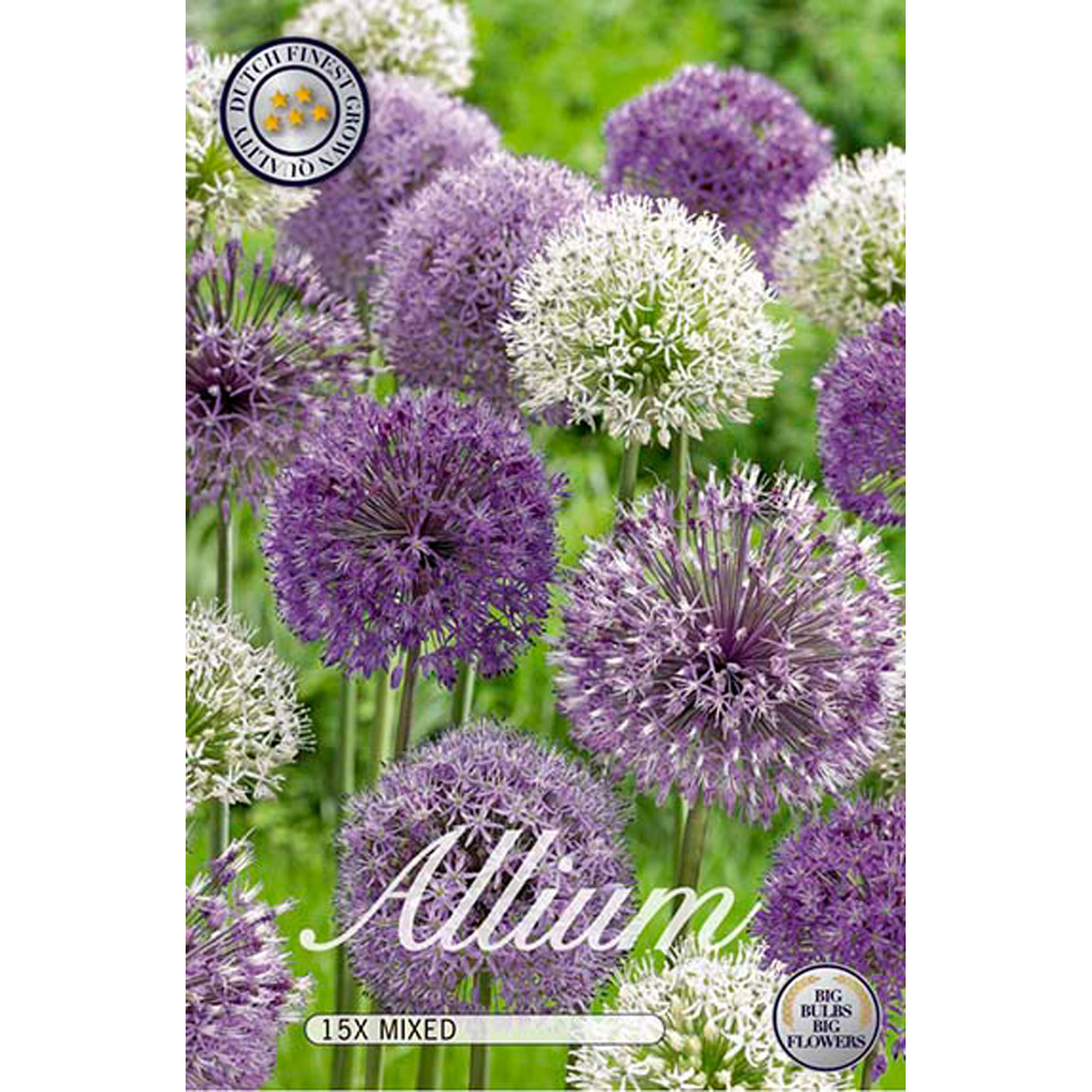 Allium, blandade färger 15 st