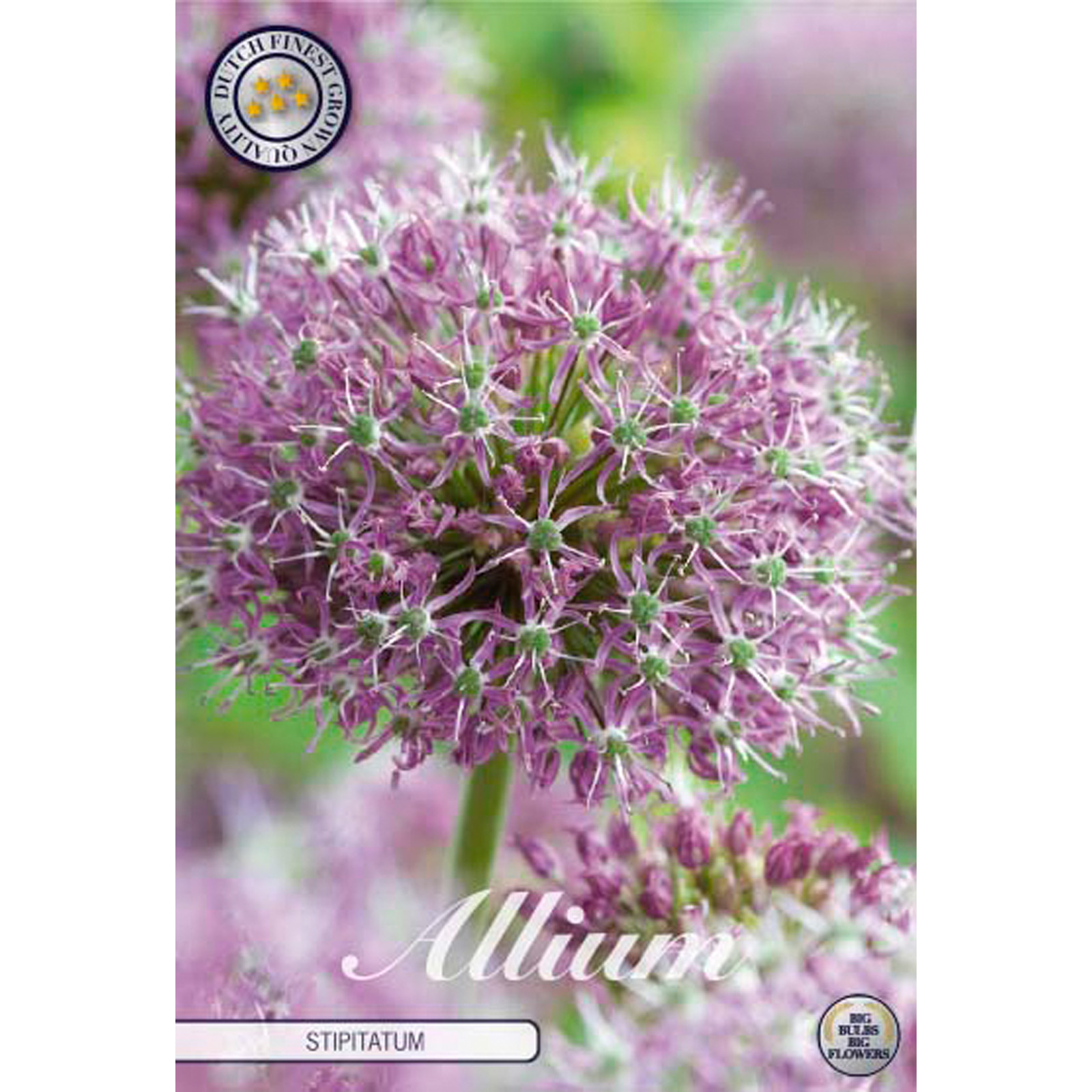 Allium, Stipitatum 2 st