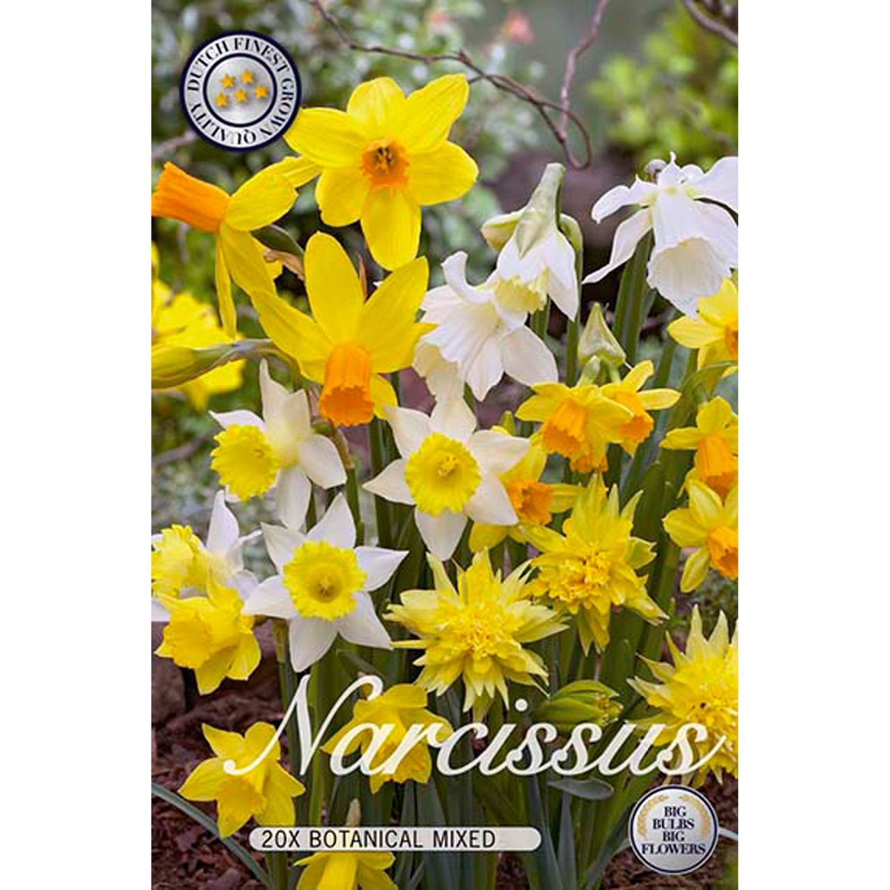 Botanisk narciss, blandade färger 20 st
