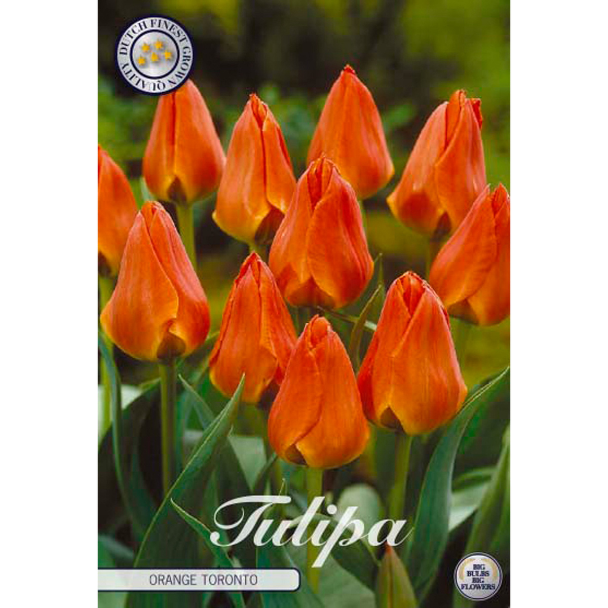 Tulipa Greigii Orange Toronto 10 st
