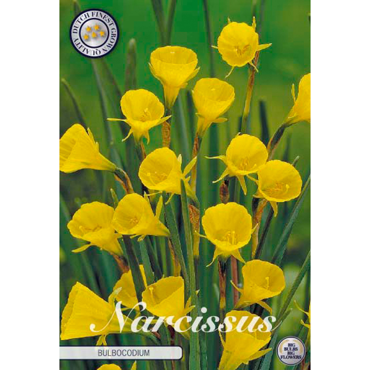 Narcissus Jonquilla Bulboconium 10 st