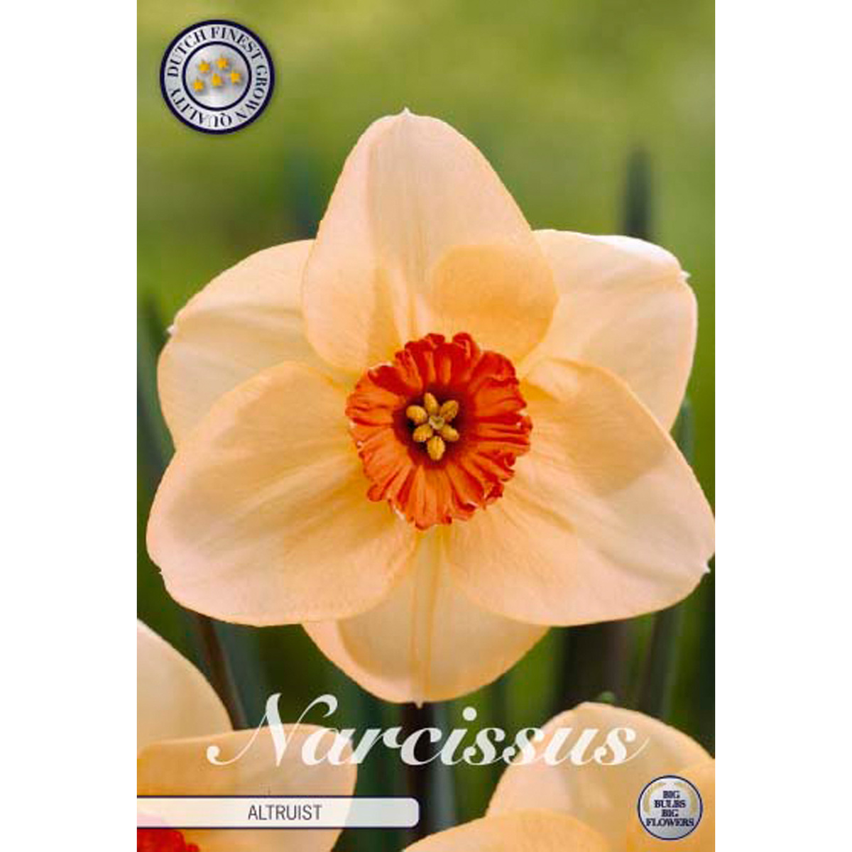 Narcissus Large Cupped Altruist 5 st