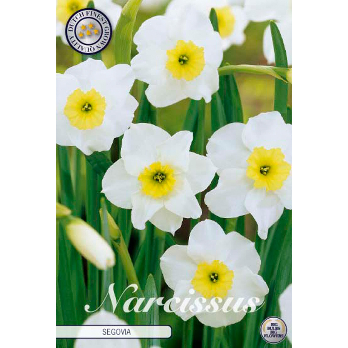 Narcissus Small Cupped Segovia 10 st