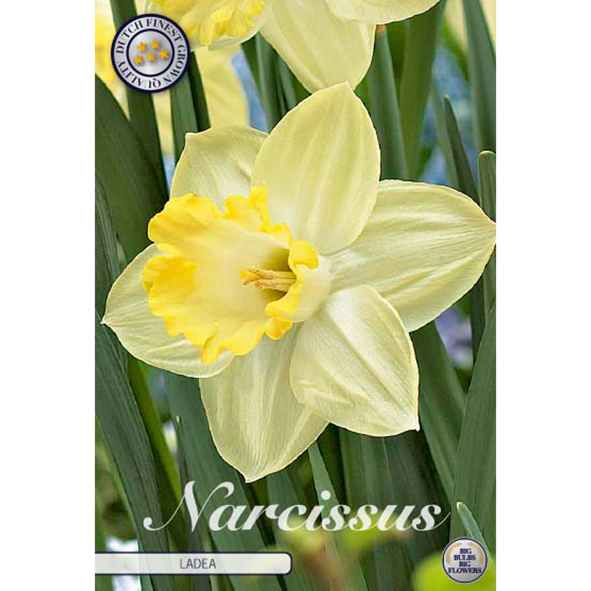 Narcissus Trumpet Ladea 5 st
