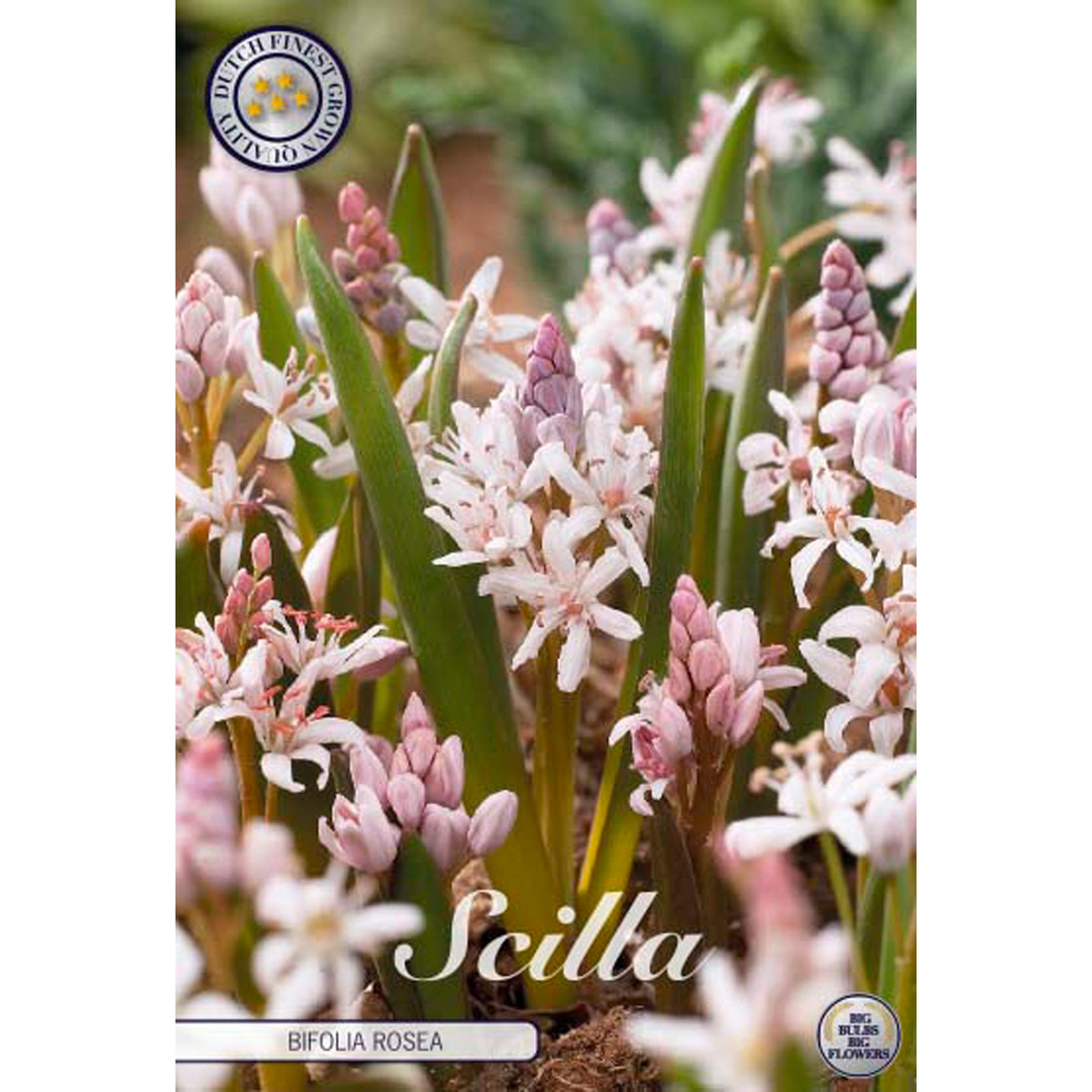 Rysk blåstjärna, Scilla Bifolia Rosea 10 st