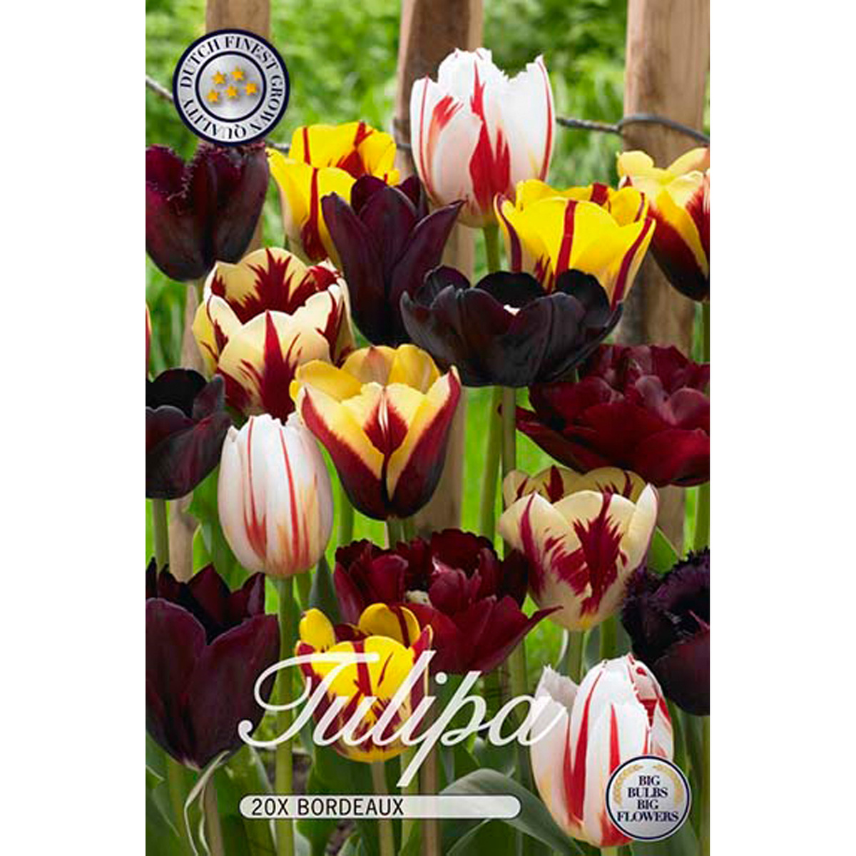 Tulipa Mixed Bordeaux 20 st