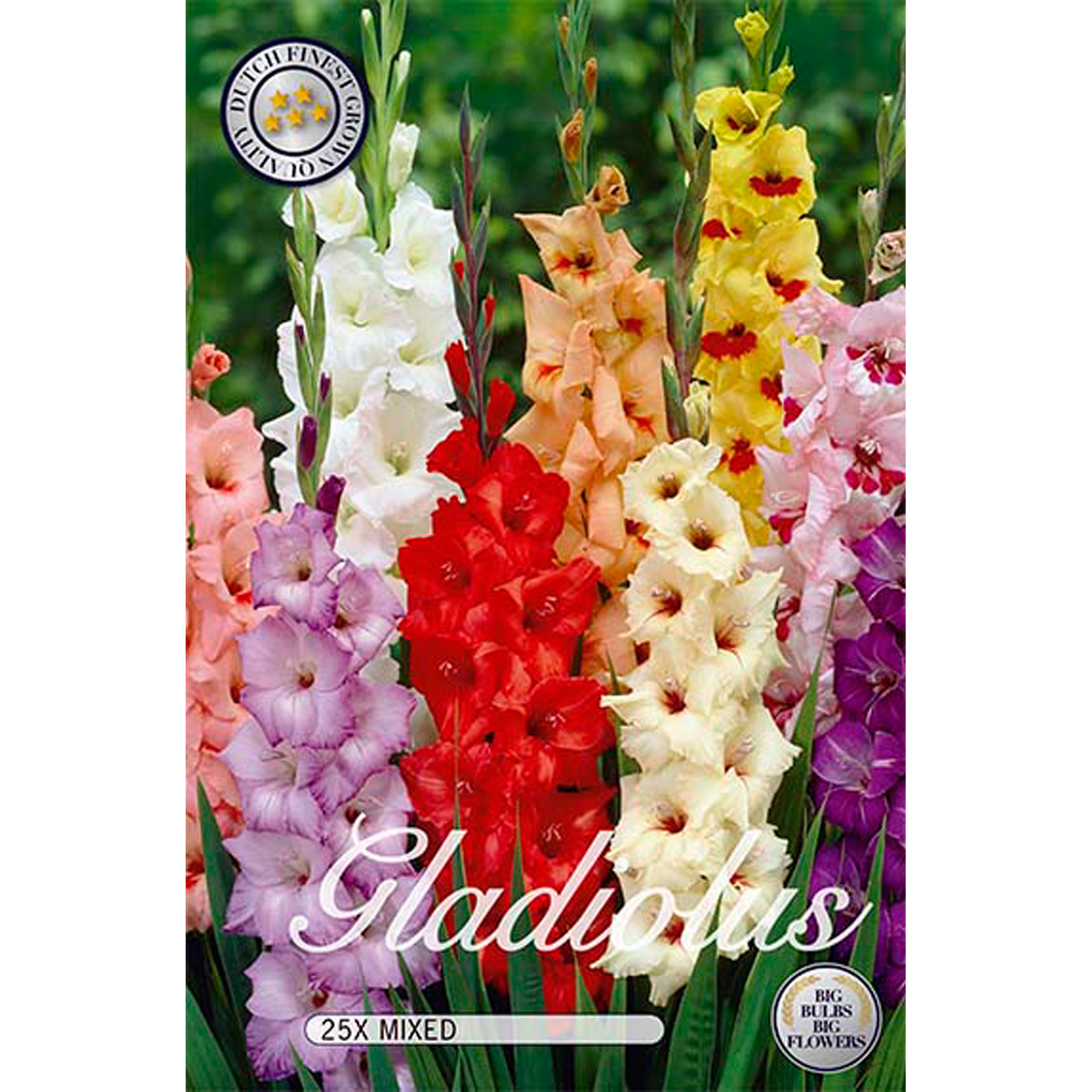 Gladiol, Blandade färger 25 st