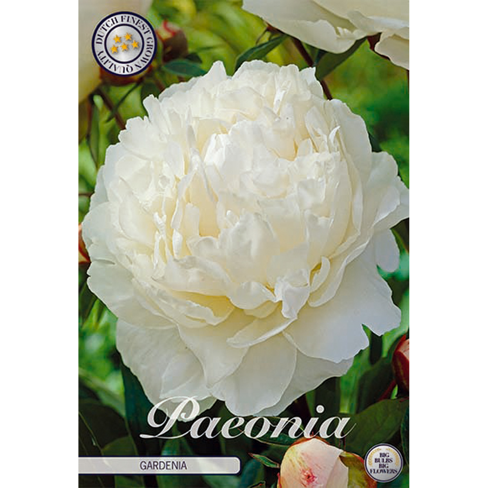 Pion, Gardenia 1 st