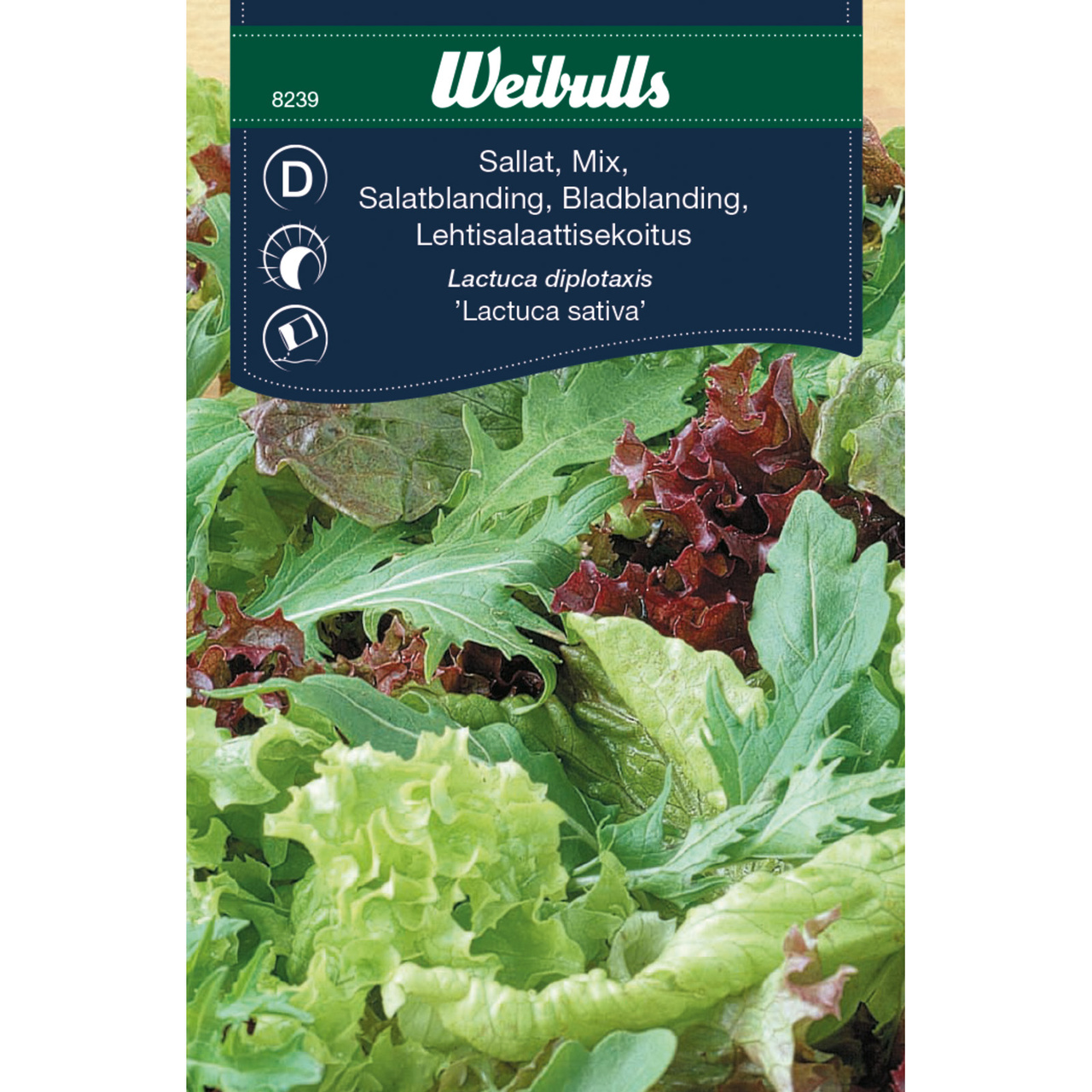 Sallat, Lactuca sativa mix - OUTLET
